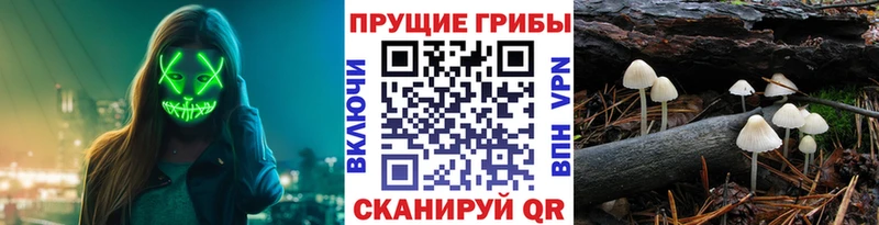 Купить  Рузаевка  Галлюциногенные грибы Cubensis 